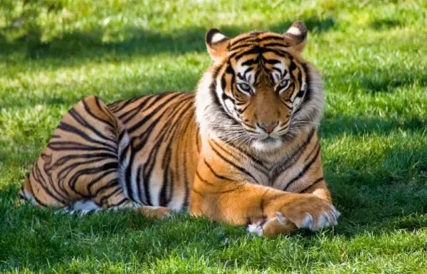 animal esprit tigre