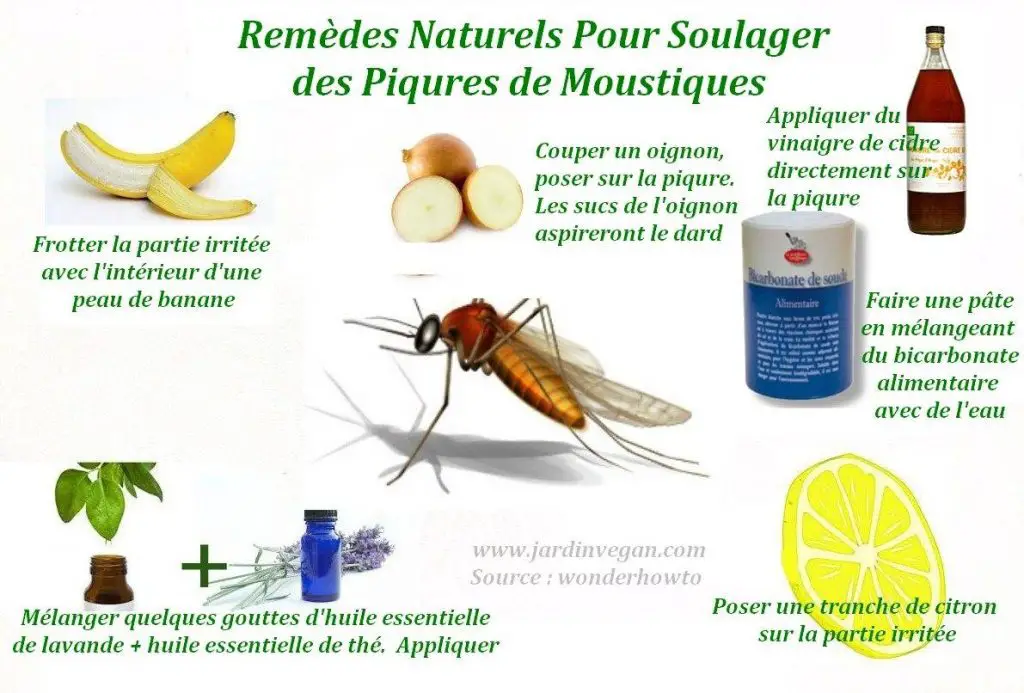 Comment Soigner Naturellement Une Piqûre De Moustique Mamansanta 