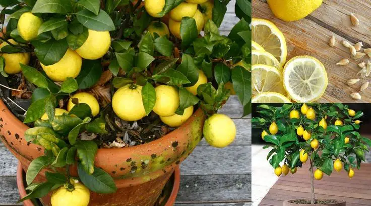 Comment faire pousser des Volubilis ? 1 Comment faire pousser des Volubilis ? 1