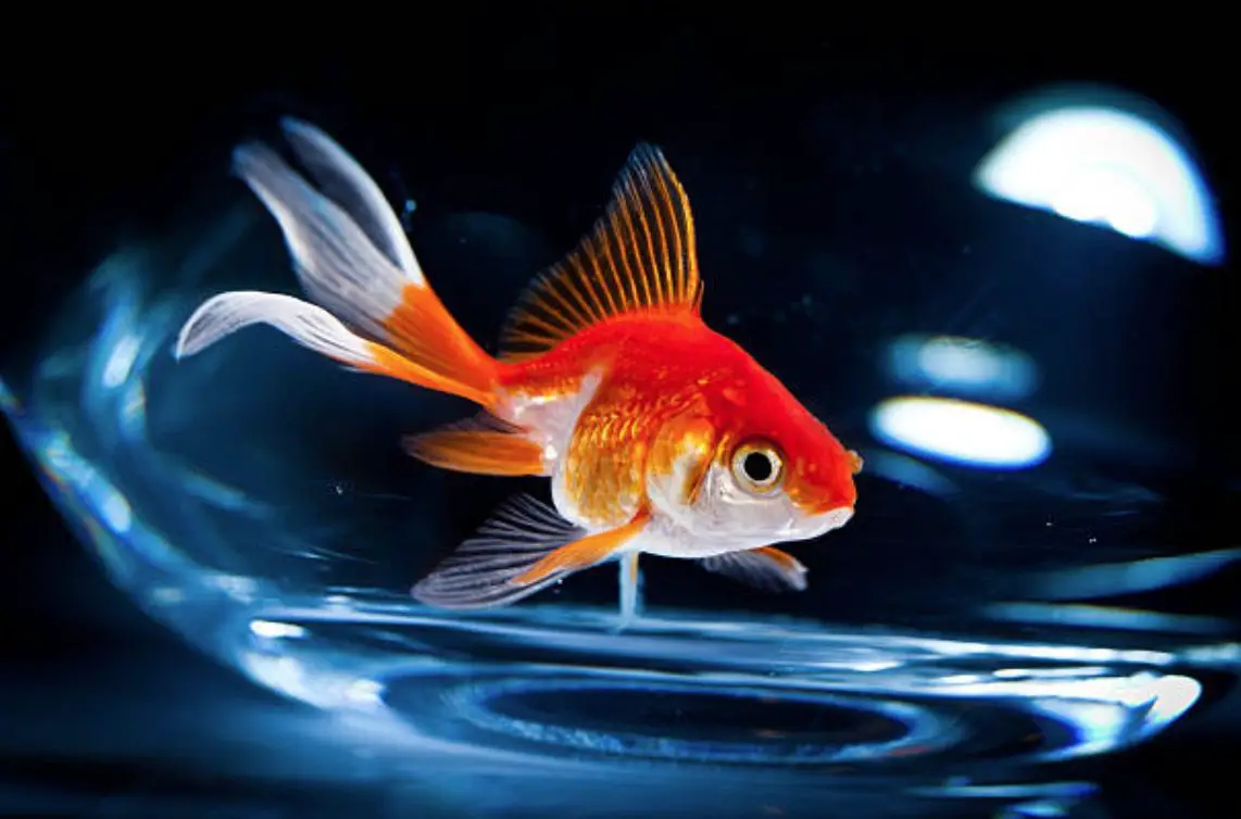 Comment nourrir un poisson rouge en bocal ? MamanSanta