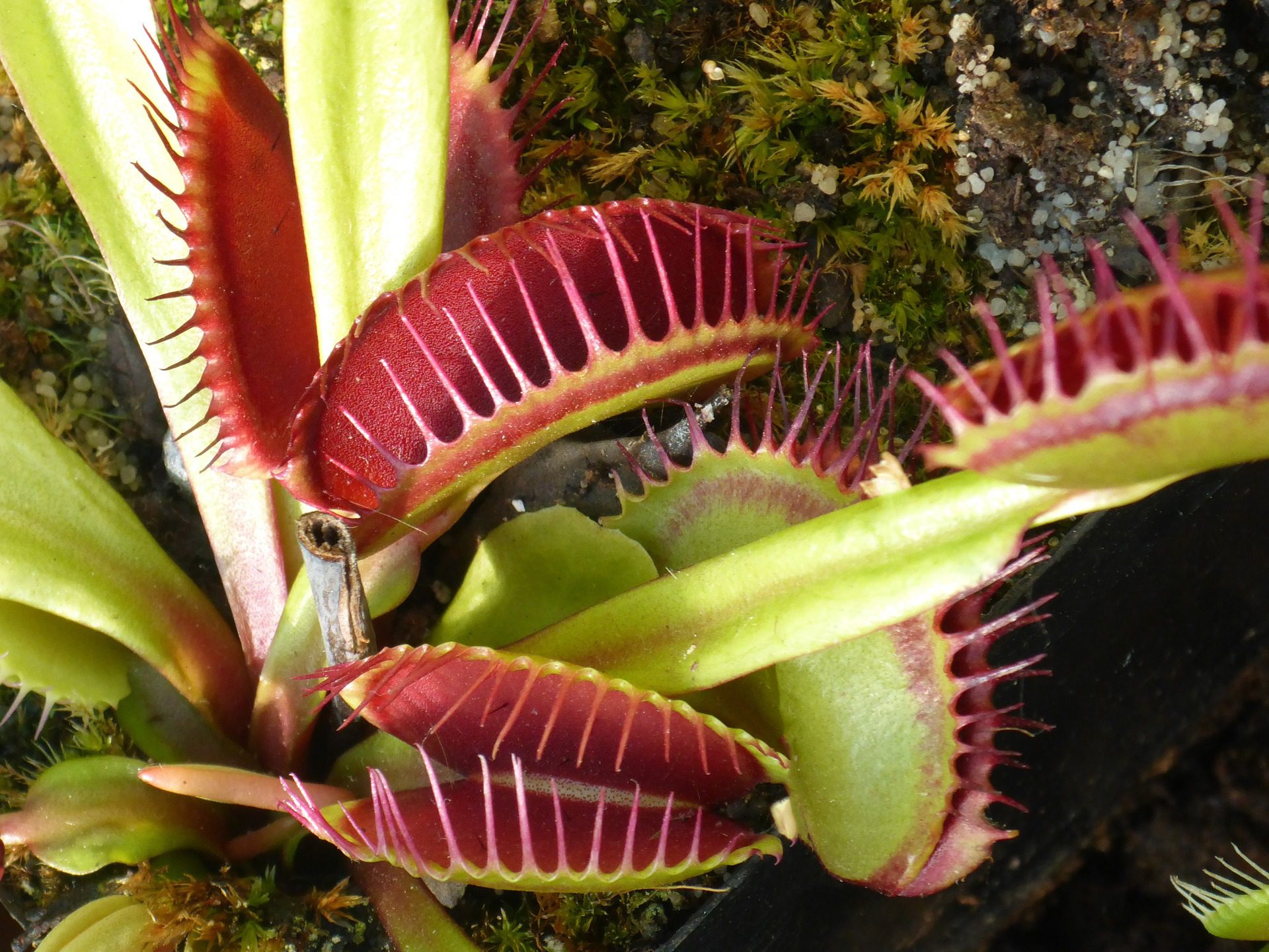 Comment Nourrir Une Plante Attrapemouche ? MamanSanta Comment Nourrir Une Plante Attrapemouche ? MamanSanta