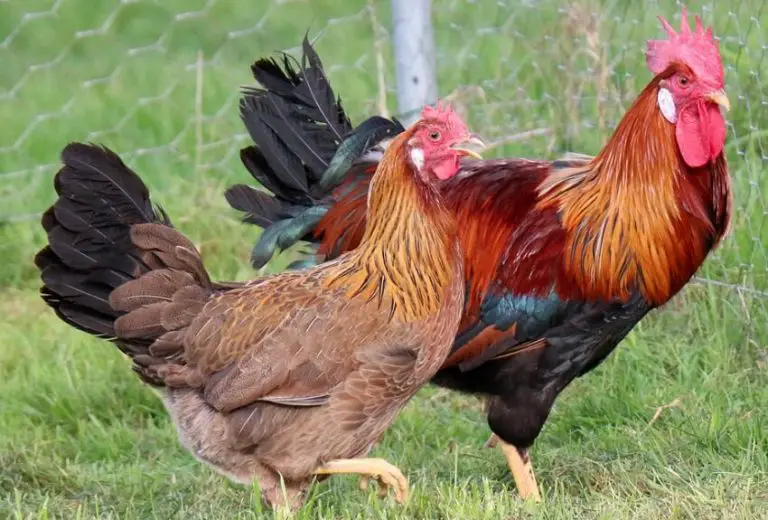 Comment reconnaître un bon coq reproducteur ? MamanSanta