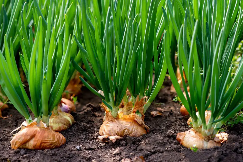 Comment remplacer l’oignon vert ? MamanSanta