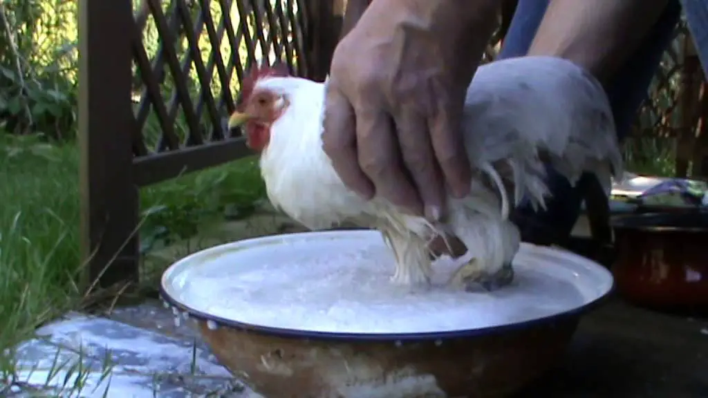 Pourquoi ma poule ne tient plus sur ses pattes ? MamanSanta Pourquoi ma poule ne tient plus sur ses pattes ? MamanSanta