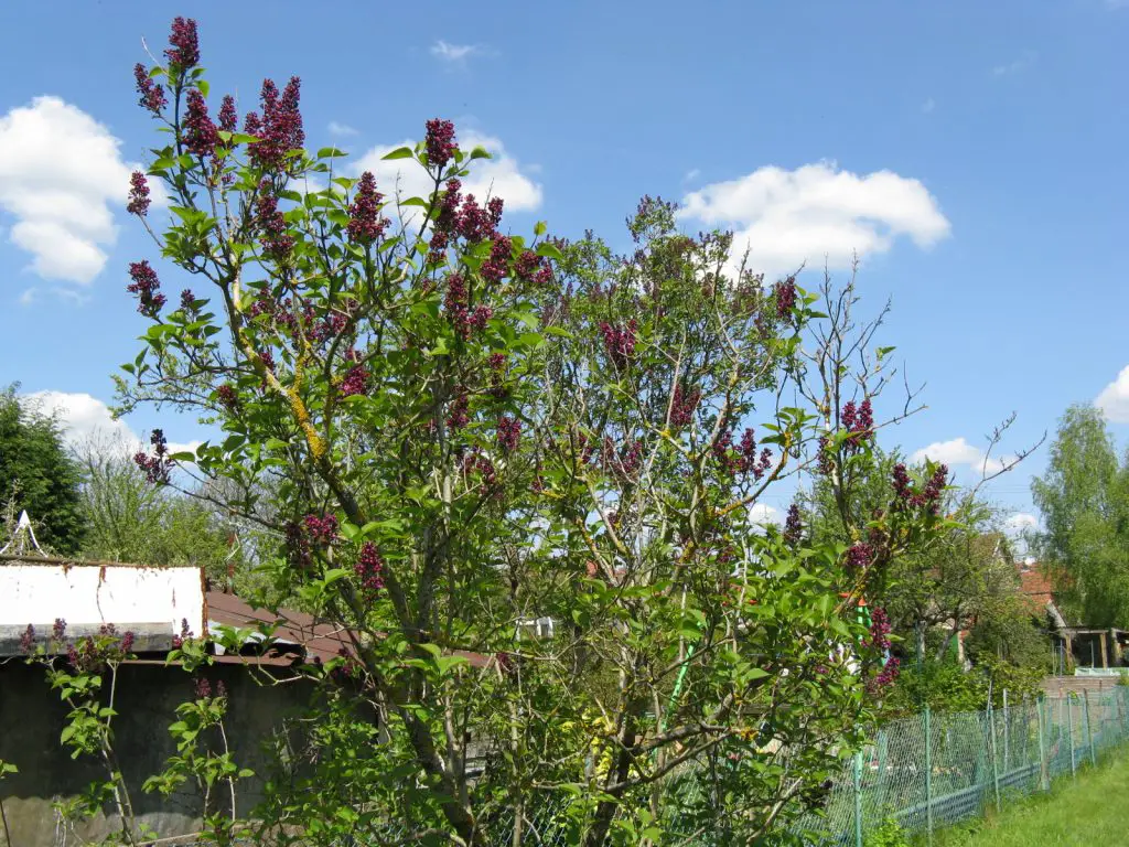 Quand Et Comment Tailler Un Lilas Mamansanta