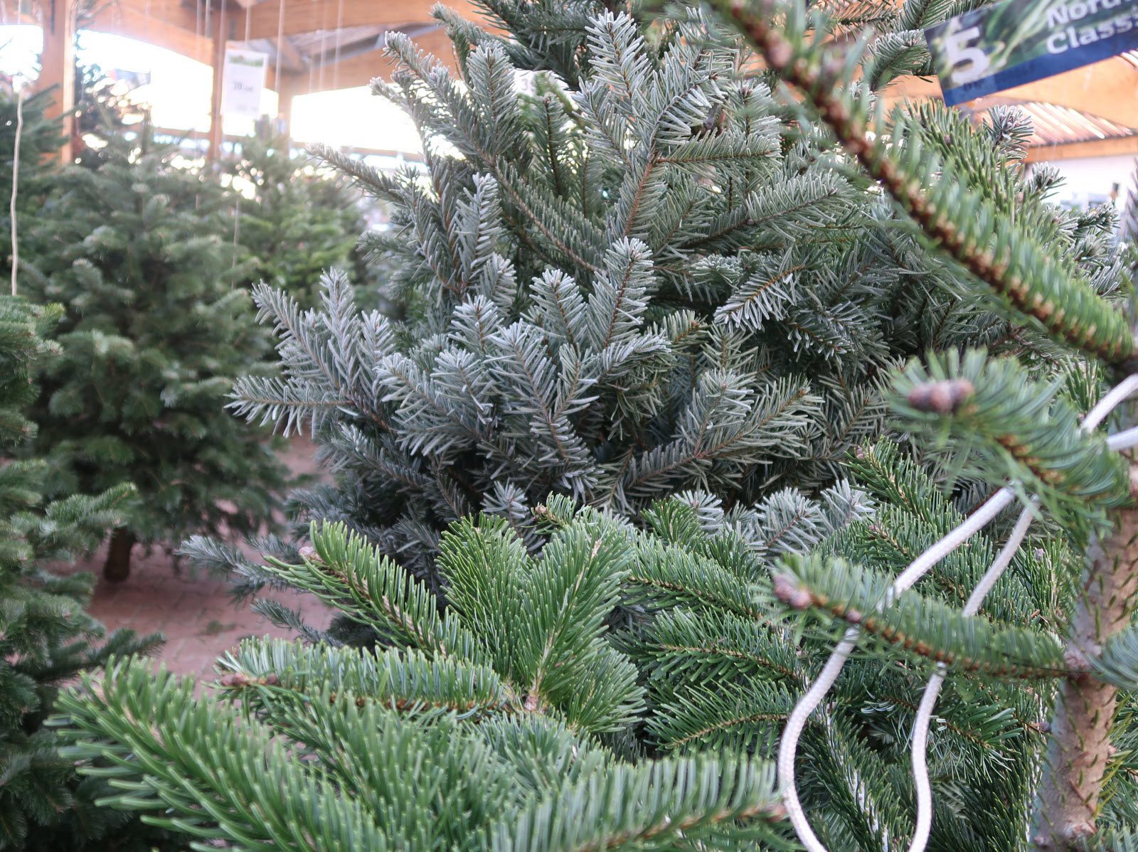 Quel prix pour un sapin Nordmann ? MamanSanta