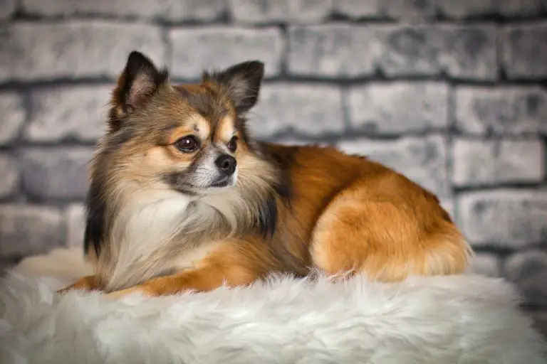Quel race de chien peut rester seul à la maison ? MamanSanta