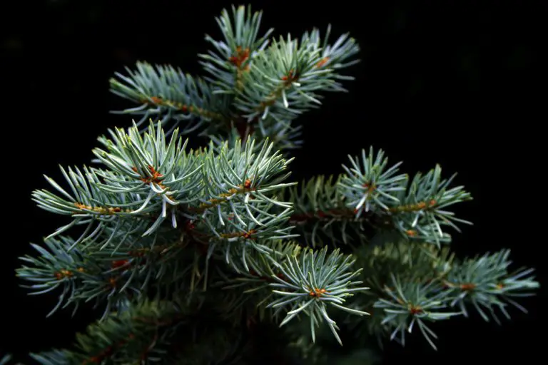 Quel sapin de Noël ne perd pas ses épines ? MamanSanta