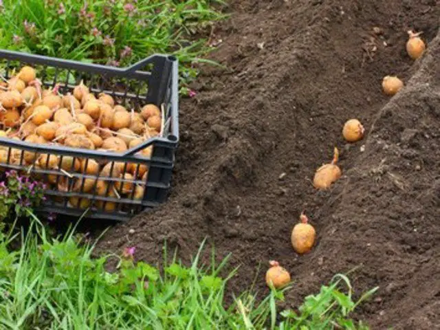 Quelle distance pour planter les pommes de terre ? 1