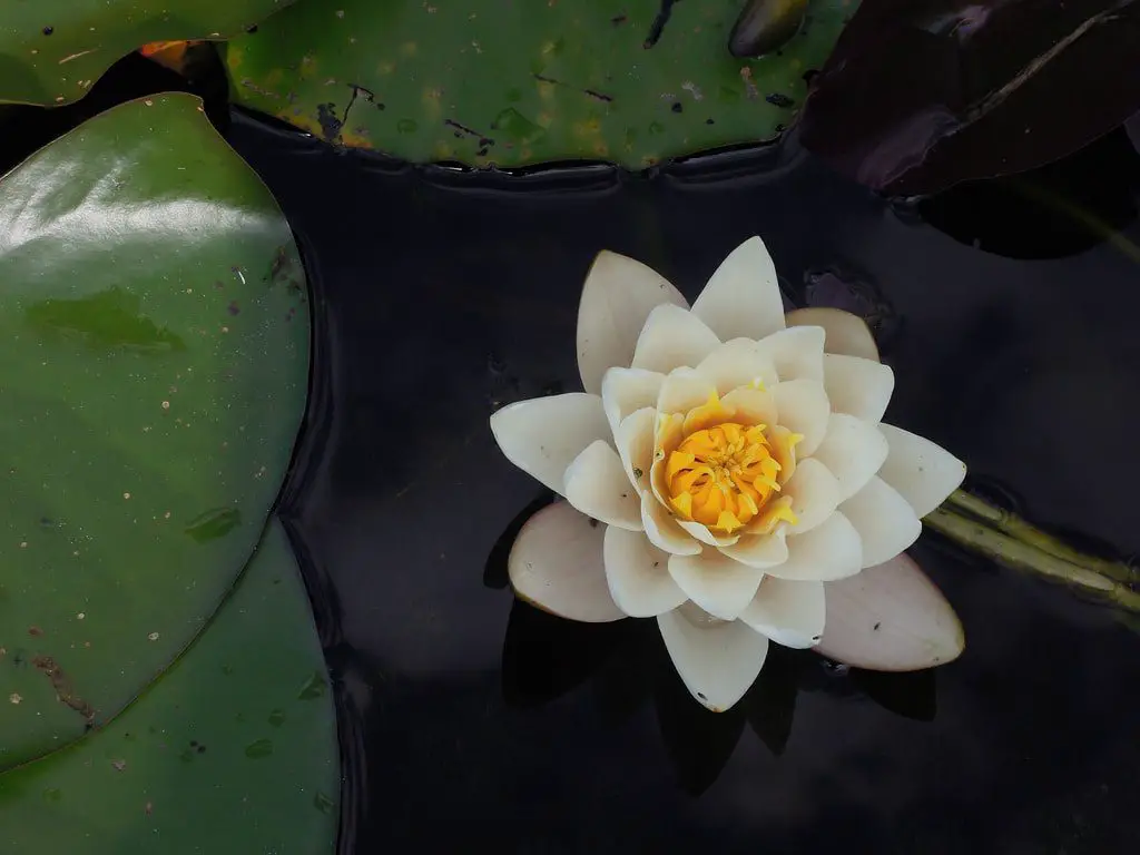 Quelle est la différence entre fleur de lotus et un nénuphar ? MamanSanta