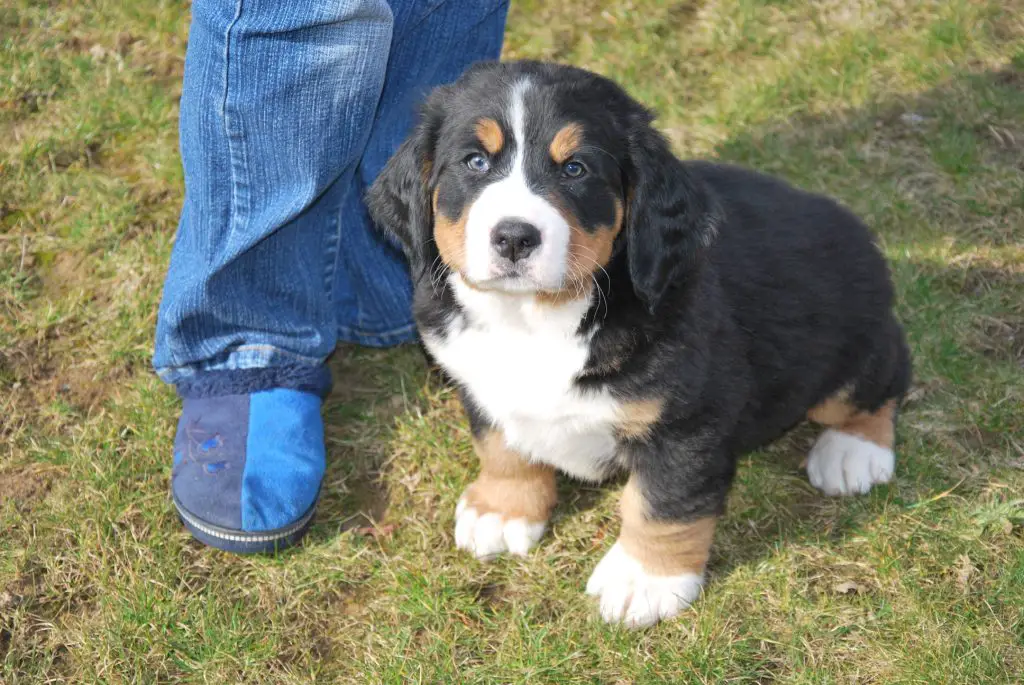 Quelle gâterie donner à un chiot ? 1 Quelle gâterie donner à un chiot ? 1