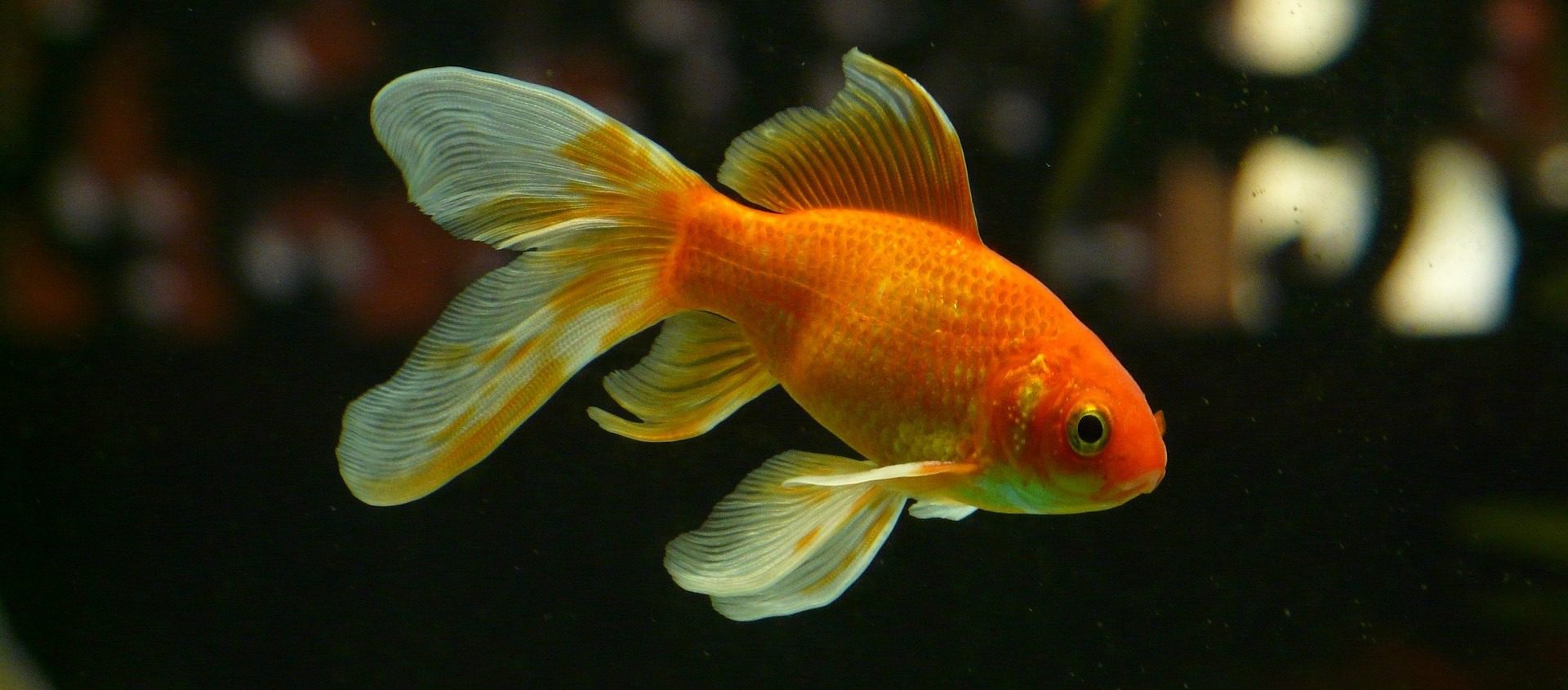 Quelle quantité de nourriture pour un poisson rouge ? MamanSanta