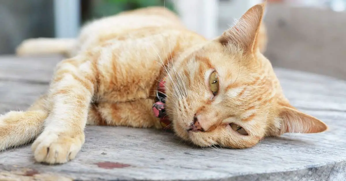 Comment appeler un chat marron ? MamanSanta