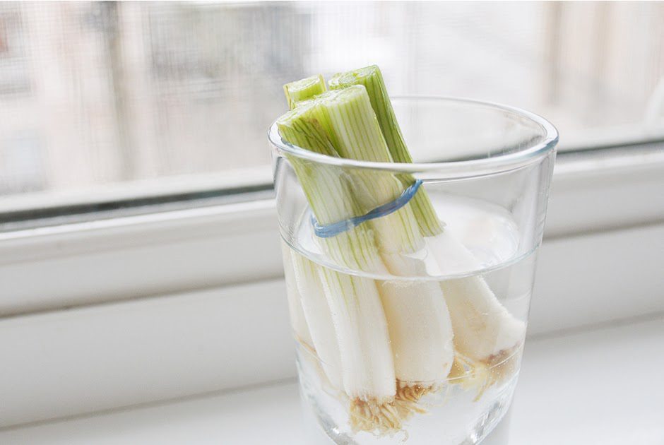 Comment conserver un Alstroemeria ?