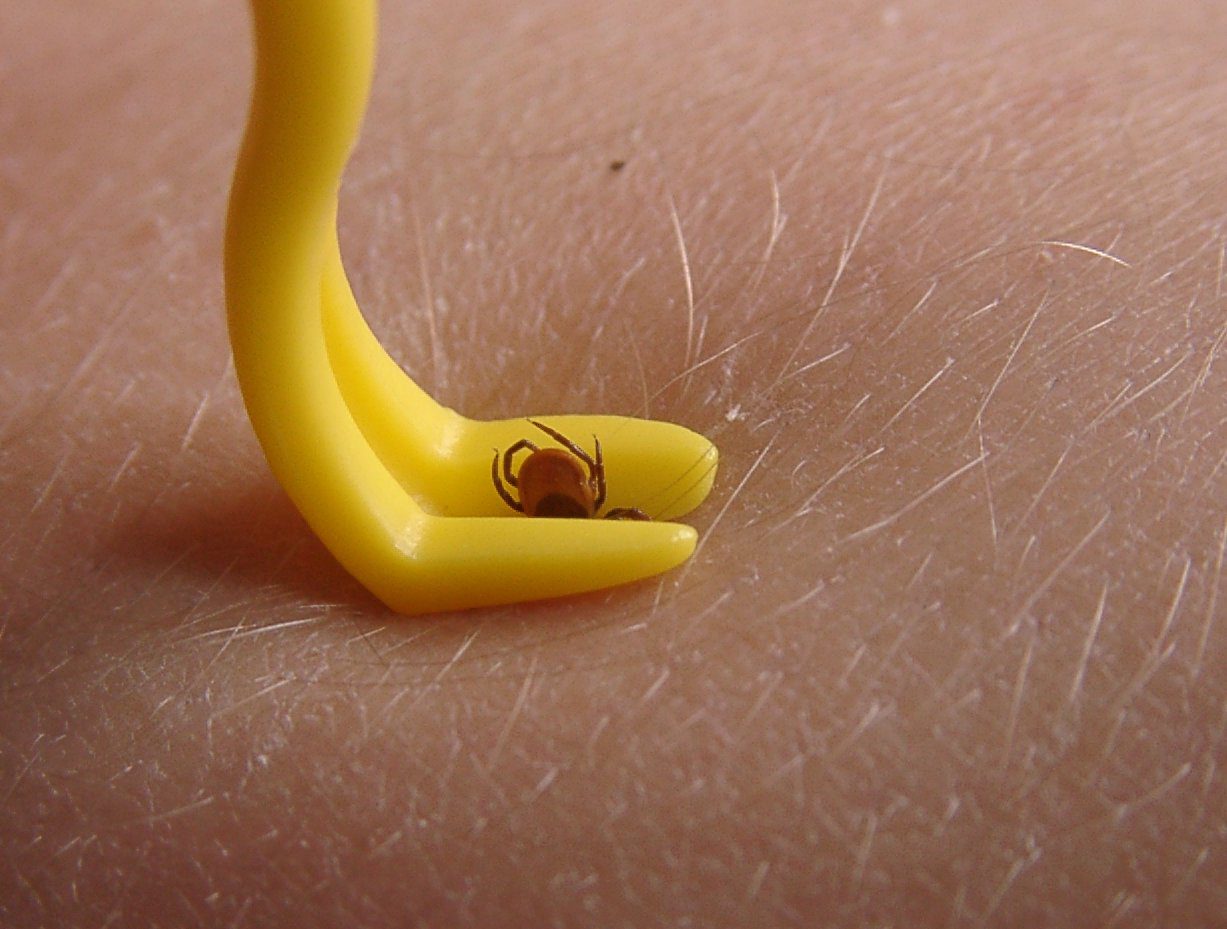 Comment enlever un tic sur un chat sans pince ? 1 Comment enlever un tic sur un chat sans pince ? 1