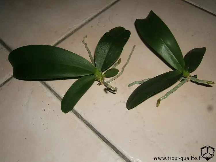 Comment faire fleurir un keiki ? 1 Comment faire fleurir un keiki ? 1