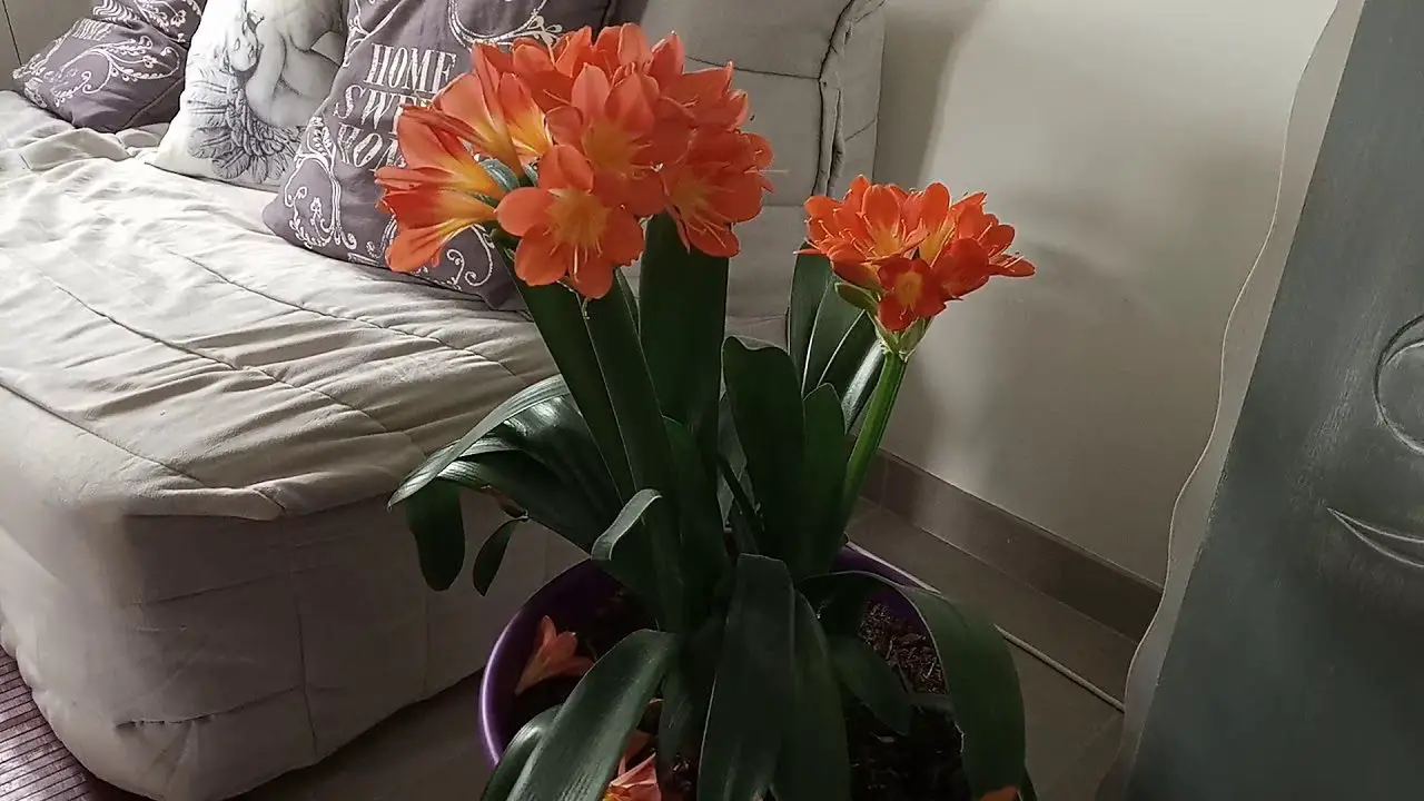 Comment faire fleurir un mandarinier ? 1 Comment faire fleurir un mandarinier ? 1