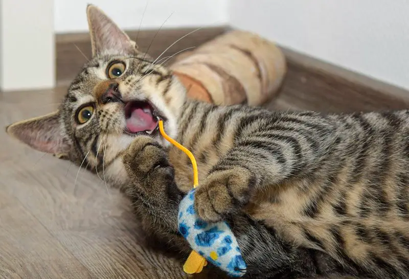 Comment faire pour qu’un chat ne s’ennuie pas en appartement ? MamanSanta
