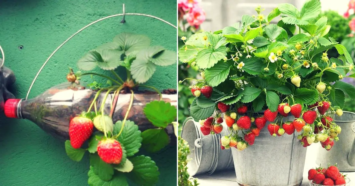 Comment faire pousser les fraises ?