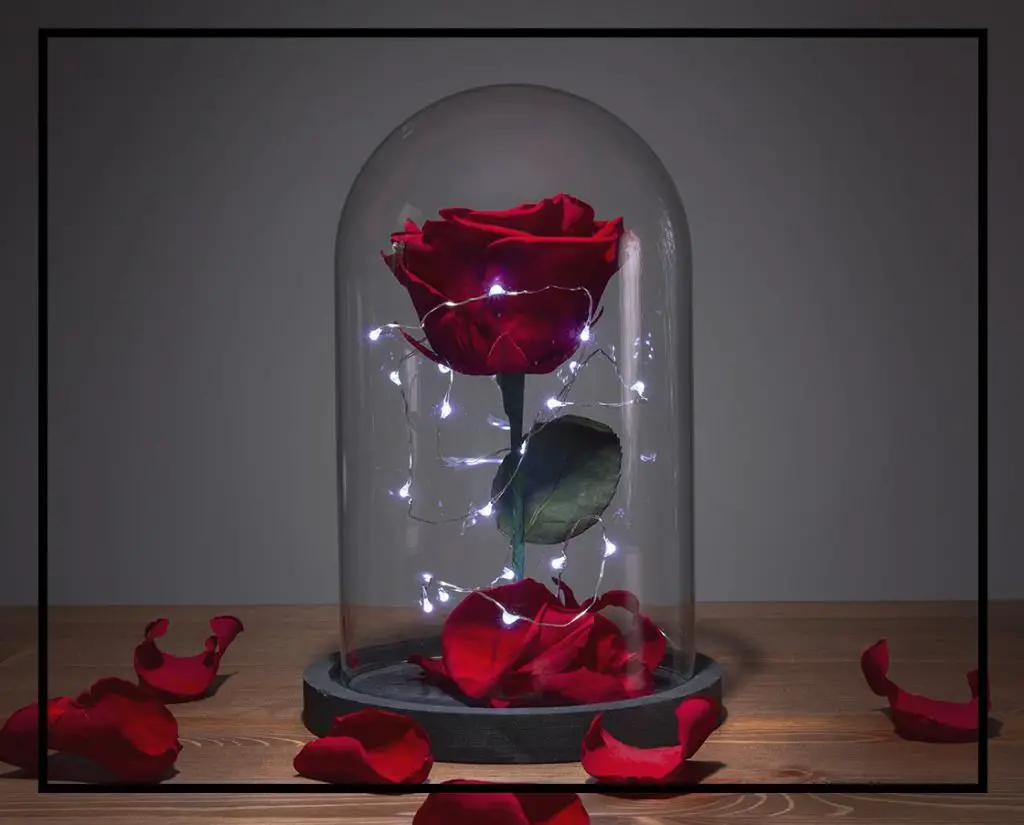 Comment Faire Une Rose éternelle Sous Cloche ? MamanSanta Comment Faire Une Rose éternelle Sous Cloche ? MamanSanta