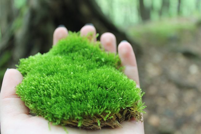 Comment garder de la mousse verte ?
