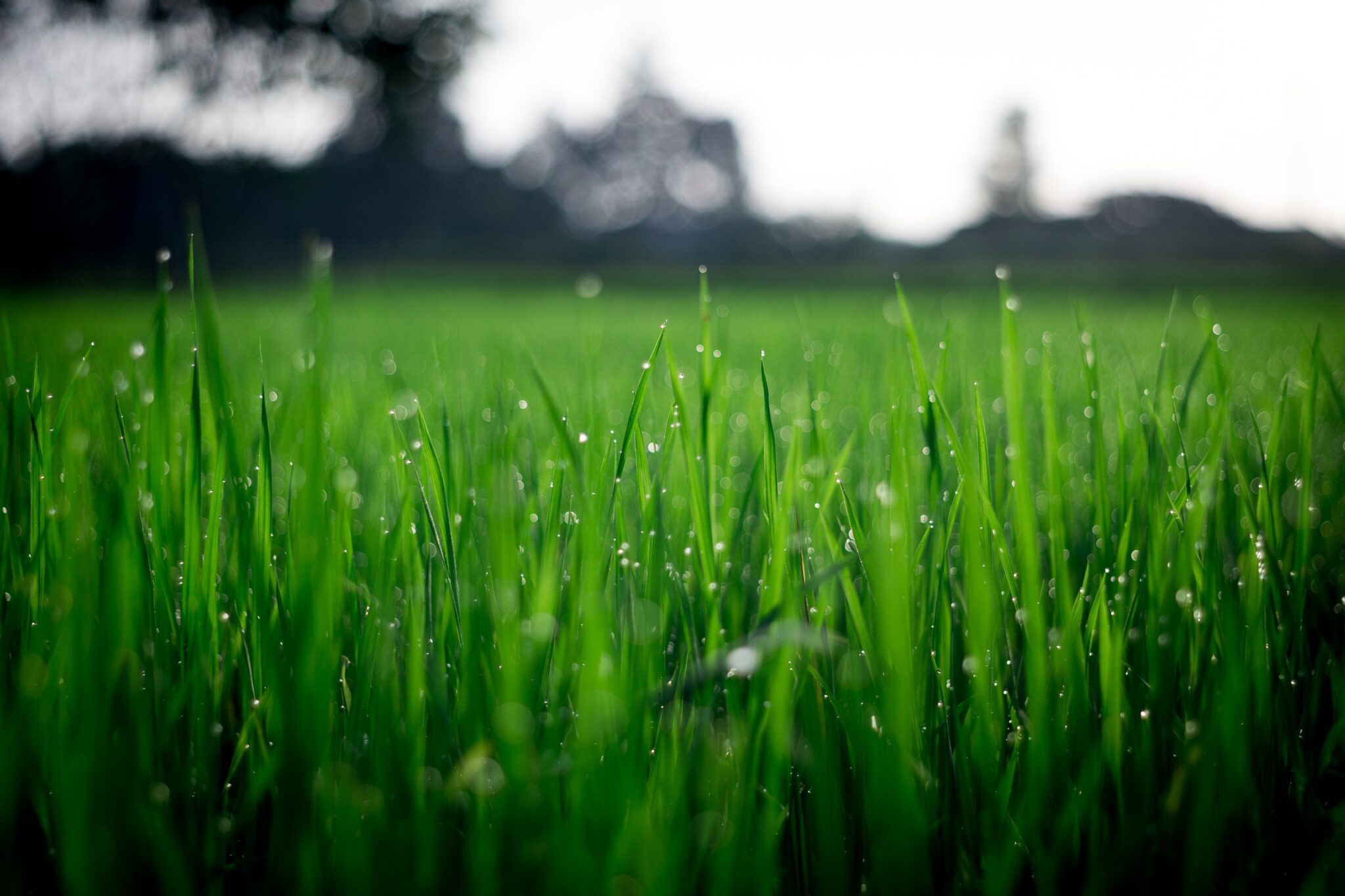 Comment refaire une pelouse plein de mauvaises herbes ? MamanSanta