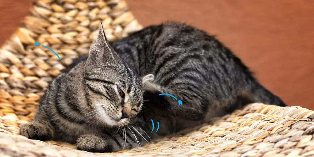 comment traiter un chat infesté de puces