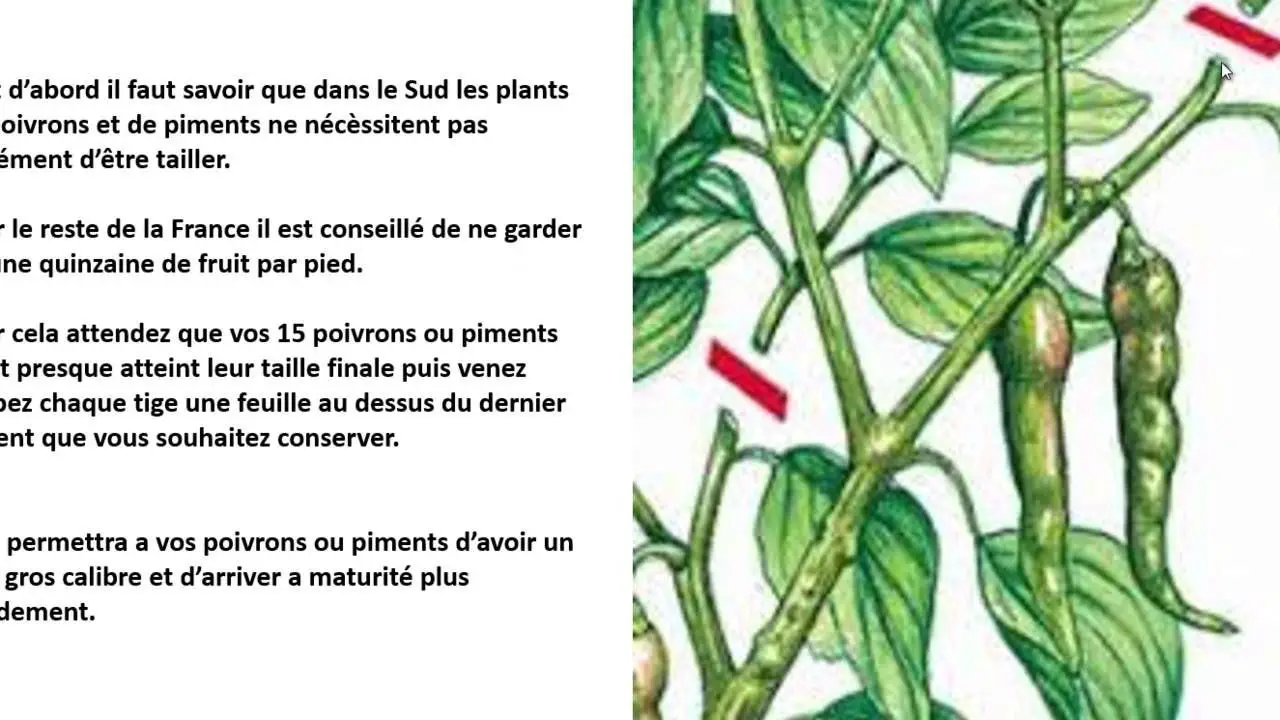 Comment tailler les plants de poivrons ? MamanSanta