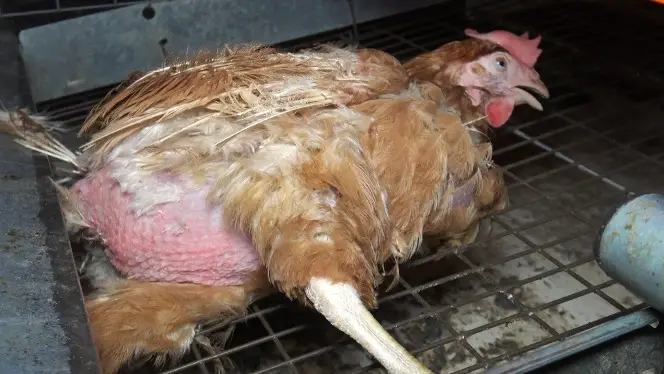 Est-ce que les poux des poules vont sur les humains ?