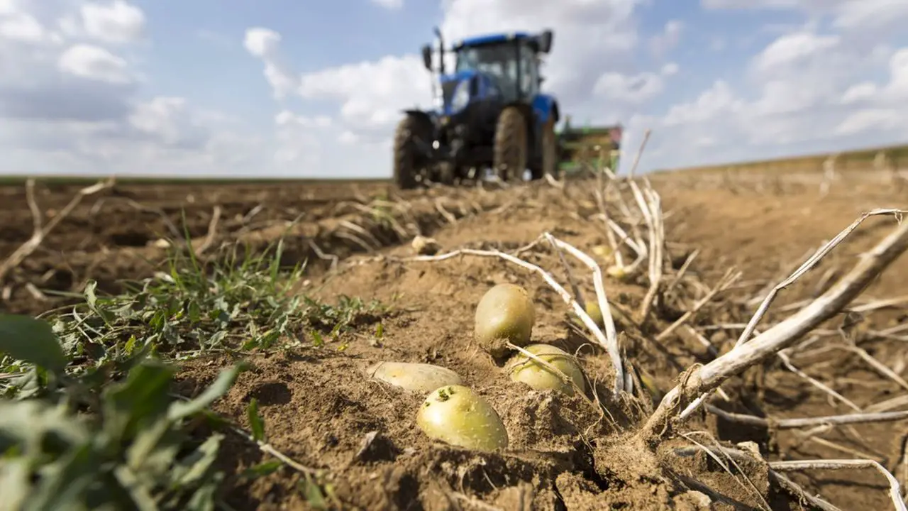 Où glaner des pommes de terre en Eure-et-loir ?