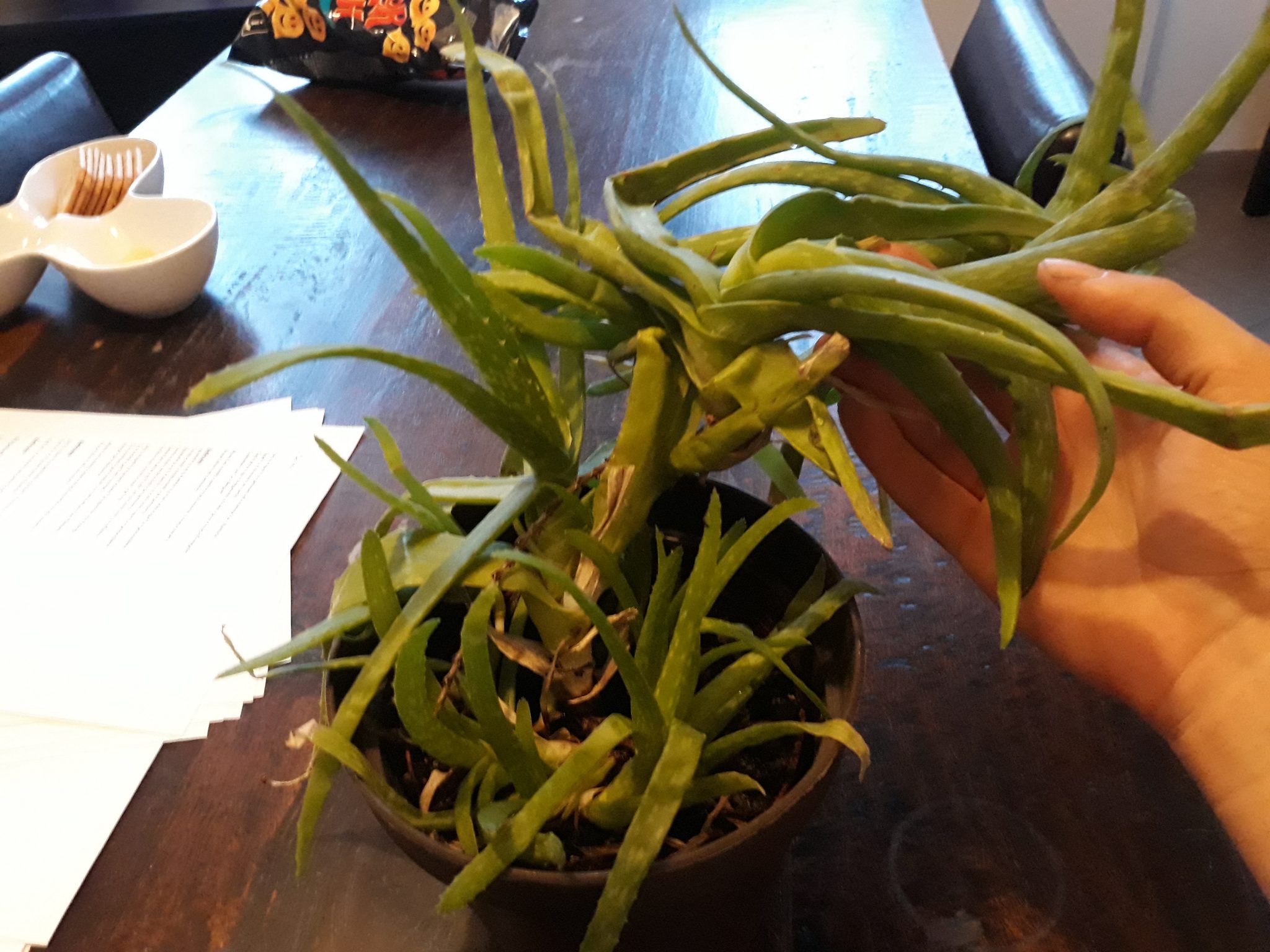 Comment faire tomber les feuilles de l’aloe vera