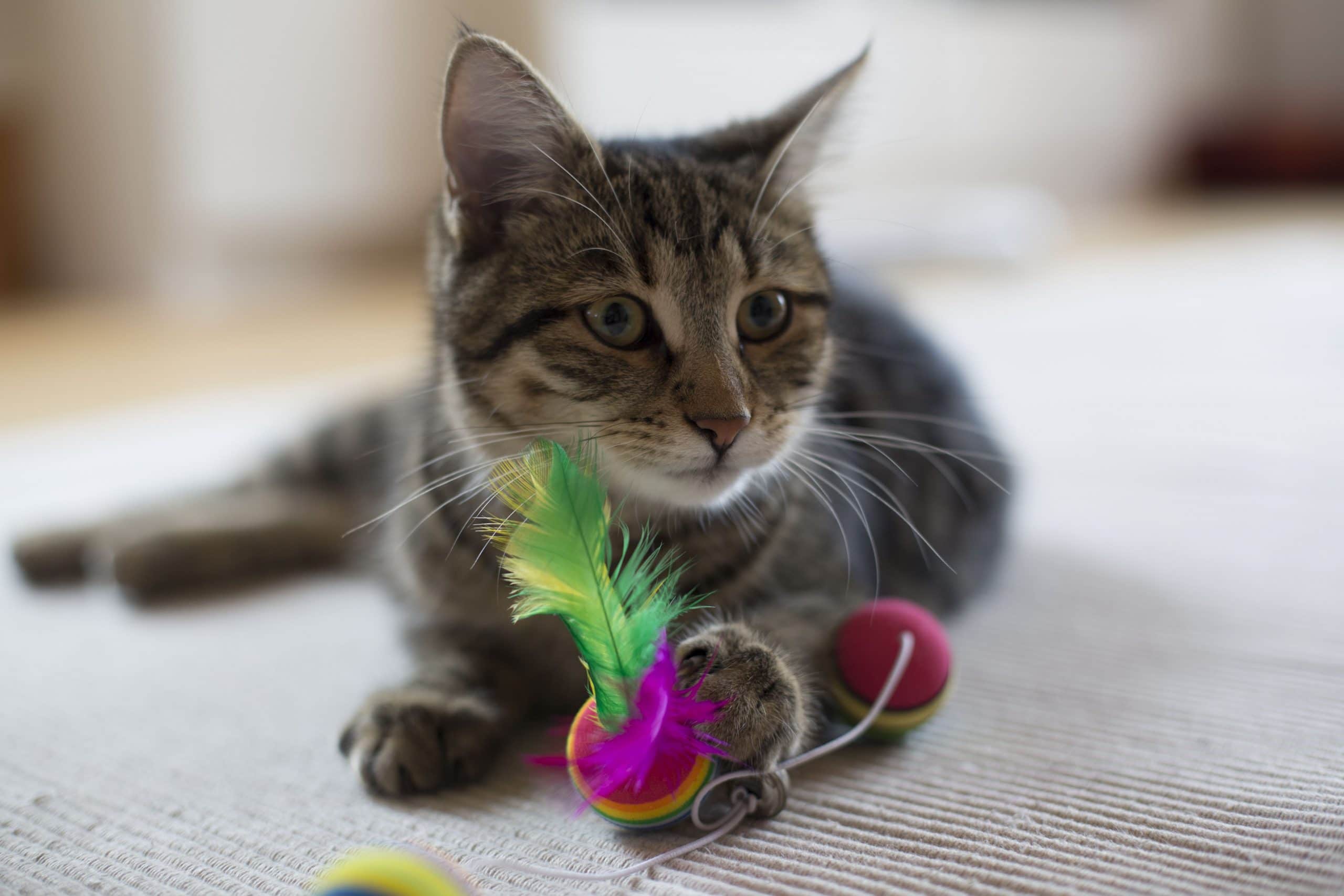 Pourquoi mon chaton ne se lave pas ? MamanSanta