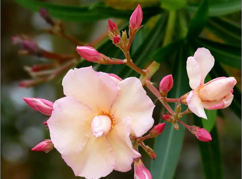 Pourquoi mon orchidée ne fleurit pas ? MamanSanta