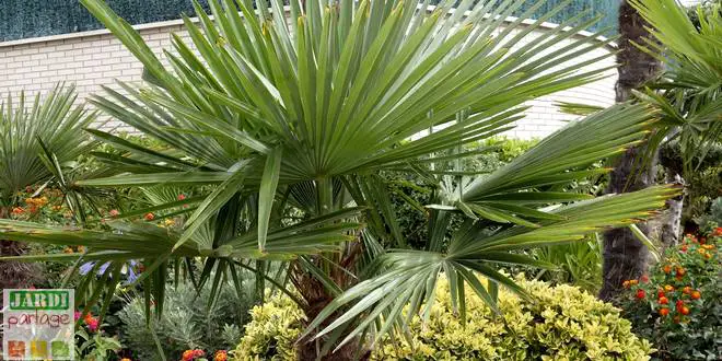 Quel est le palmier le plus résistant au froid ? 1