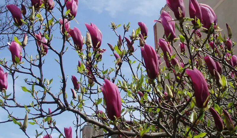 Quelle est la différence entre un tulipier et un magnolia ? 1