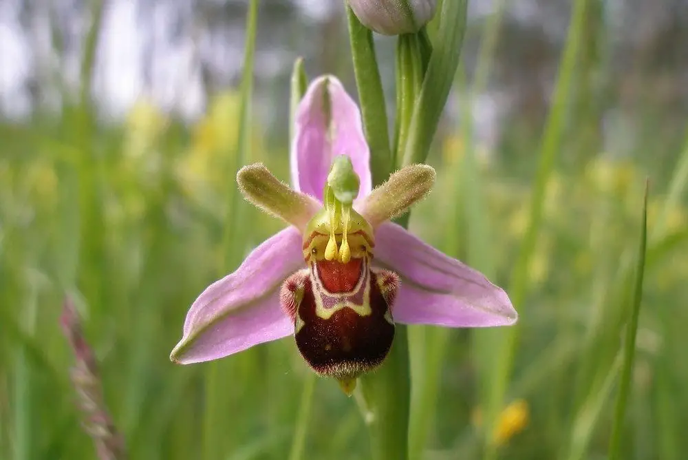 Quelle est l'orchidée la plus rare ?