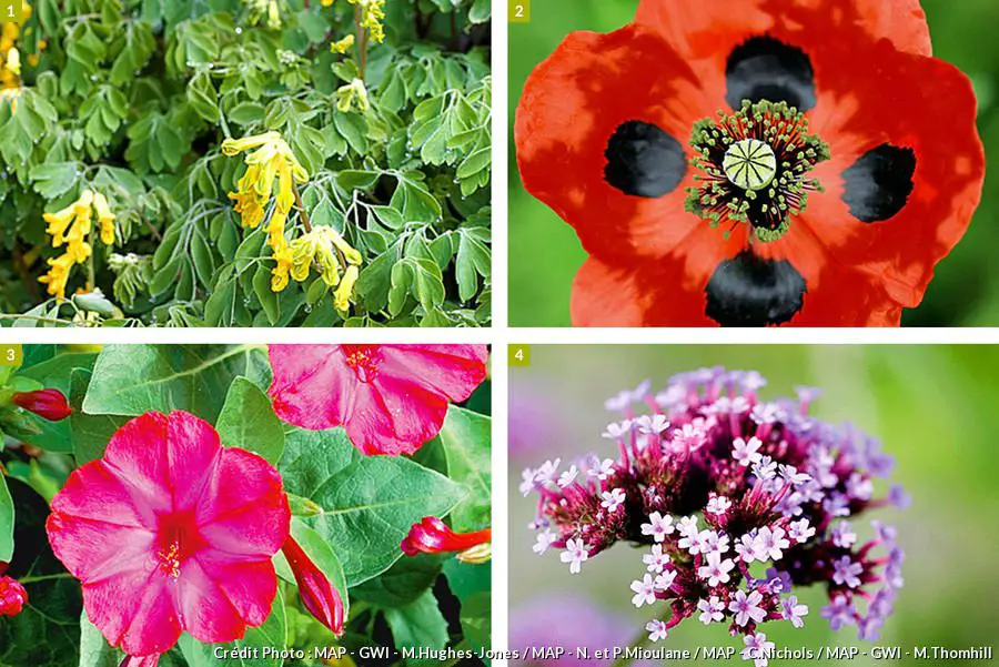 Quelle fleur fleurit le plus longtemps ? 1 Quelle fleur fleurit le plus longtemps ? 1