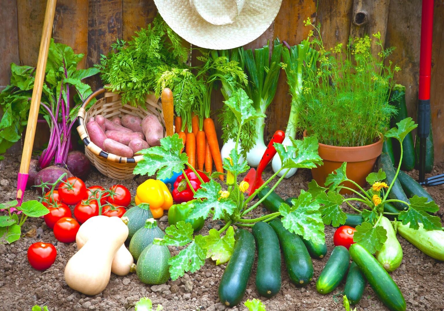 Quels sont les légumes les plus faciles à cultiver ? 1