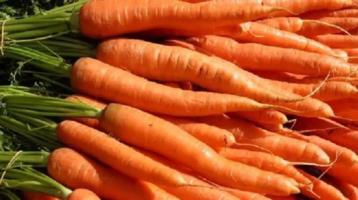 Comment conserver des carottes à la cave ?