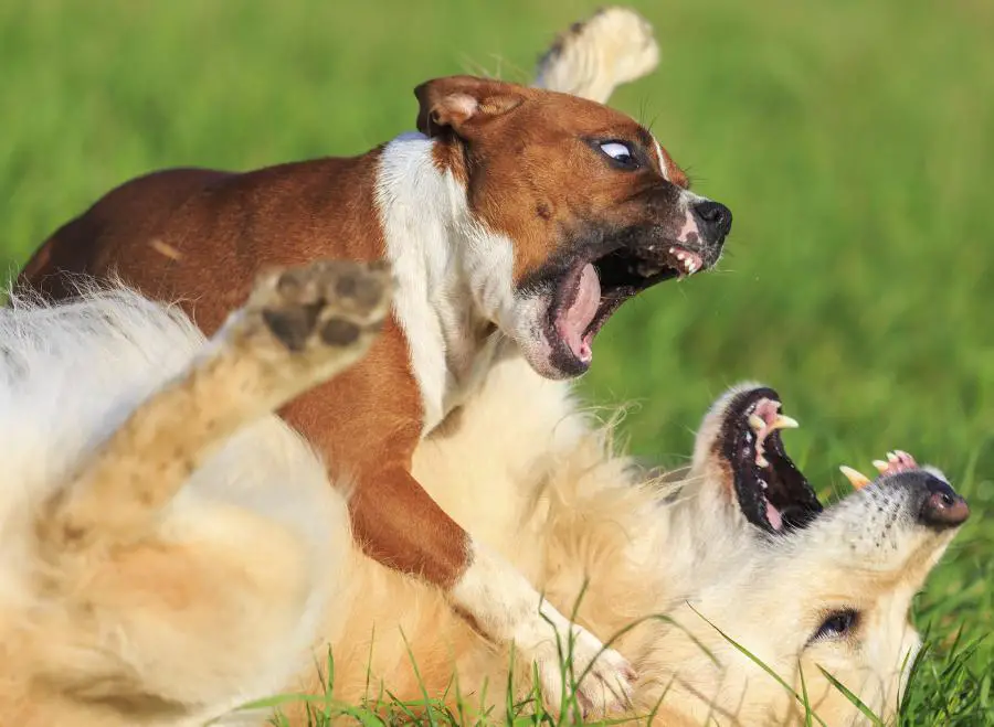 Comment effrayer un chien qui attaque ? 1 Comment effrayer un chien qui attaque ? 1