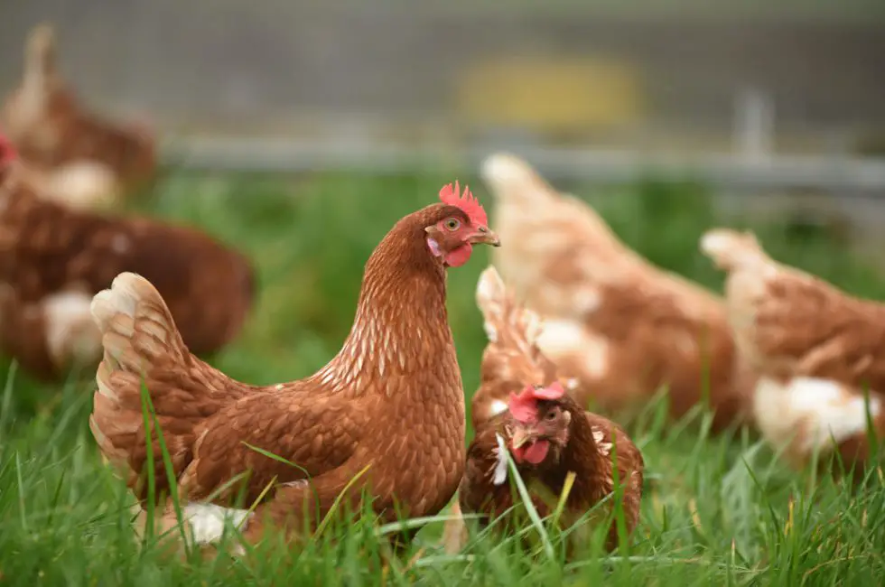 Comment nourrir des poules naturellement ?
