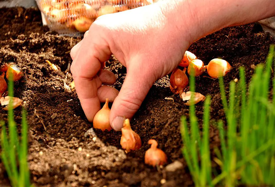 Comment planter les oignons et les échalotes ? 1