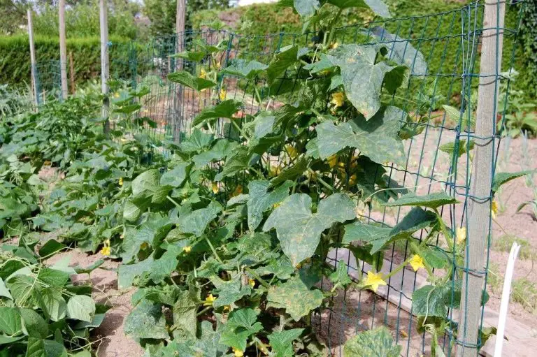 Comment tailler un plant de cornichon ? MamanSanta