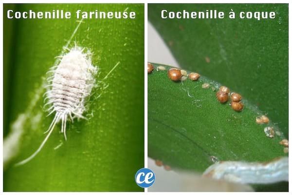 Comment se débarrasser définitivement des cochenilles sur mon citronnier ? 1 Comment se débarrasser définitivement des cochenilles sur mon citronnier ? 1