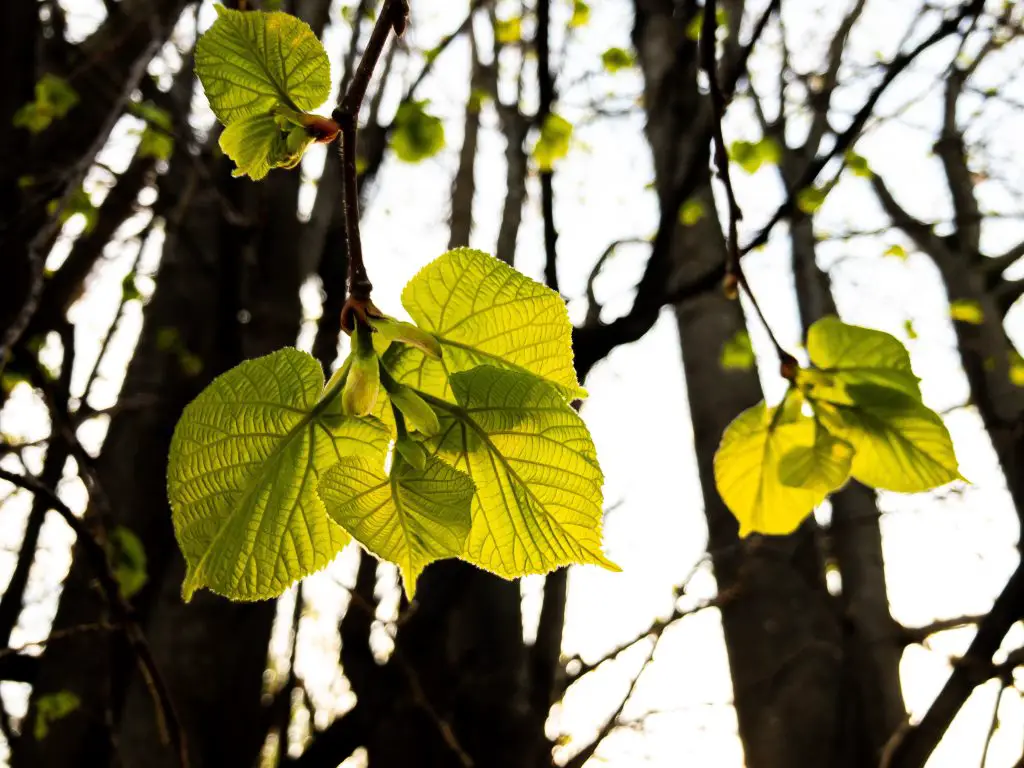 Comment Utiliser Les Feuilles De Tilleul Mamansanta