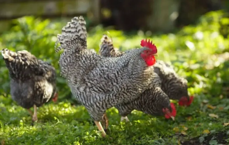 Est-ce que les poules d’ornement pondent ? 1 Est-ce que les poules d’ornement pondent ? 1