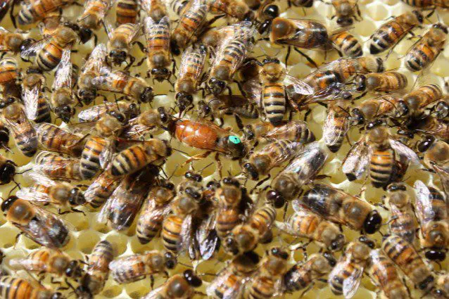 Où la reine des abeilles pond elle ses œufs ?