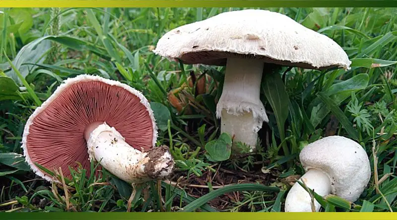 Où trouver des champignons petits gris ? - MamanSanta