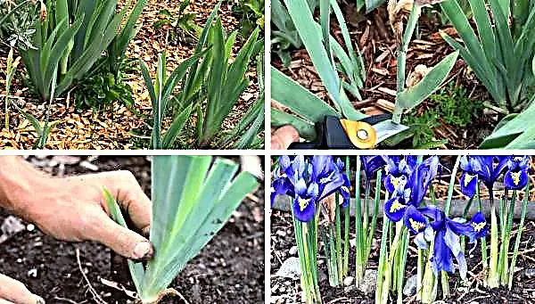 Pourquoi couper les feuilles des iris ? 1 Pourquoi couper les feuilles des iris ? 1