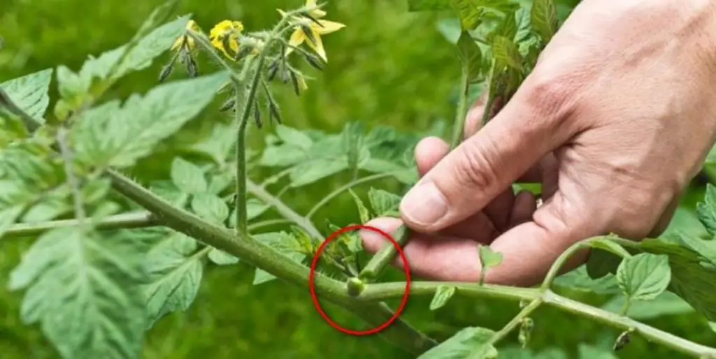 Pourquoi enlever les feuilles des tomates ? MamanSanta
